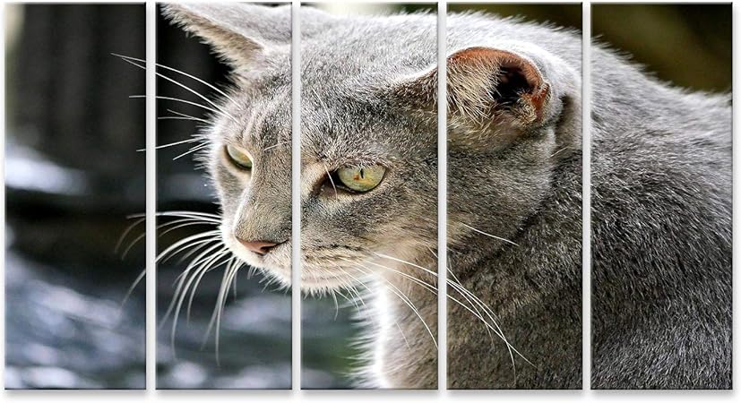 Get Hemingway katzen For Android Hemingway Katzen