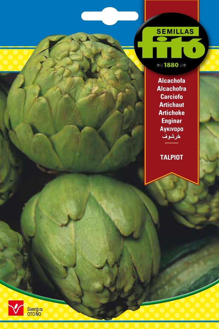 Semillas Fitó 1310 - Semillas de Alcachofa Talpiot: Amazon.es: Jardín