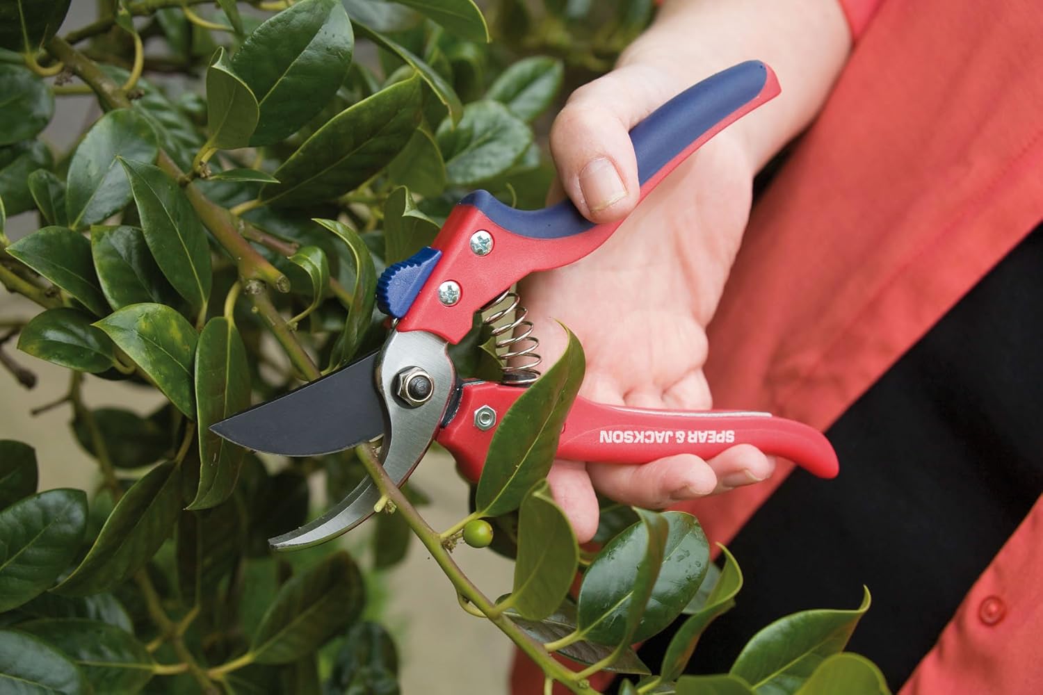 hedge shears kmart