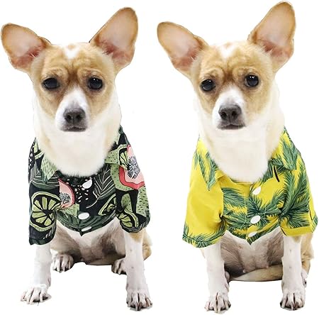 chihuahua hawaiian shirt