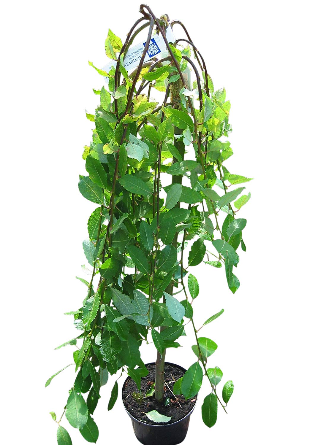 Salix Caprea Pendula Weeping Pussy Kilmarnock Willow Tree 70cm Supplied In A 5 Litre Pot Outdoor Plants Trees