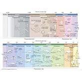 GREATBIGCANVAS Timeline of Life on Earth Unframed Poster Print