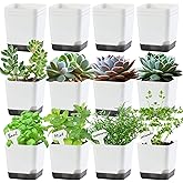 Oliz 3 inch Small Nursery Pots, Seedling Pots, 20 Pack Plastic Plant Pots for Indoor Outdoor Plants, Decorative White Succulent Flower Pots with Drainage Holes and Saucers