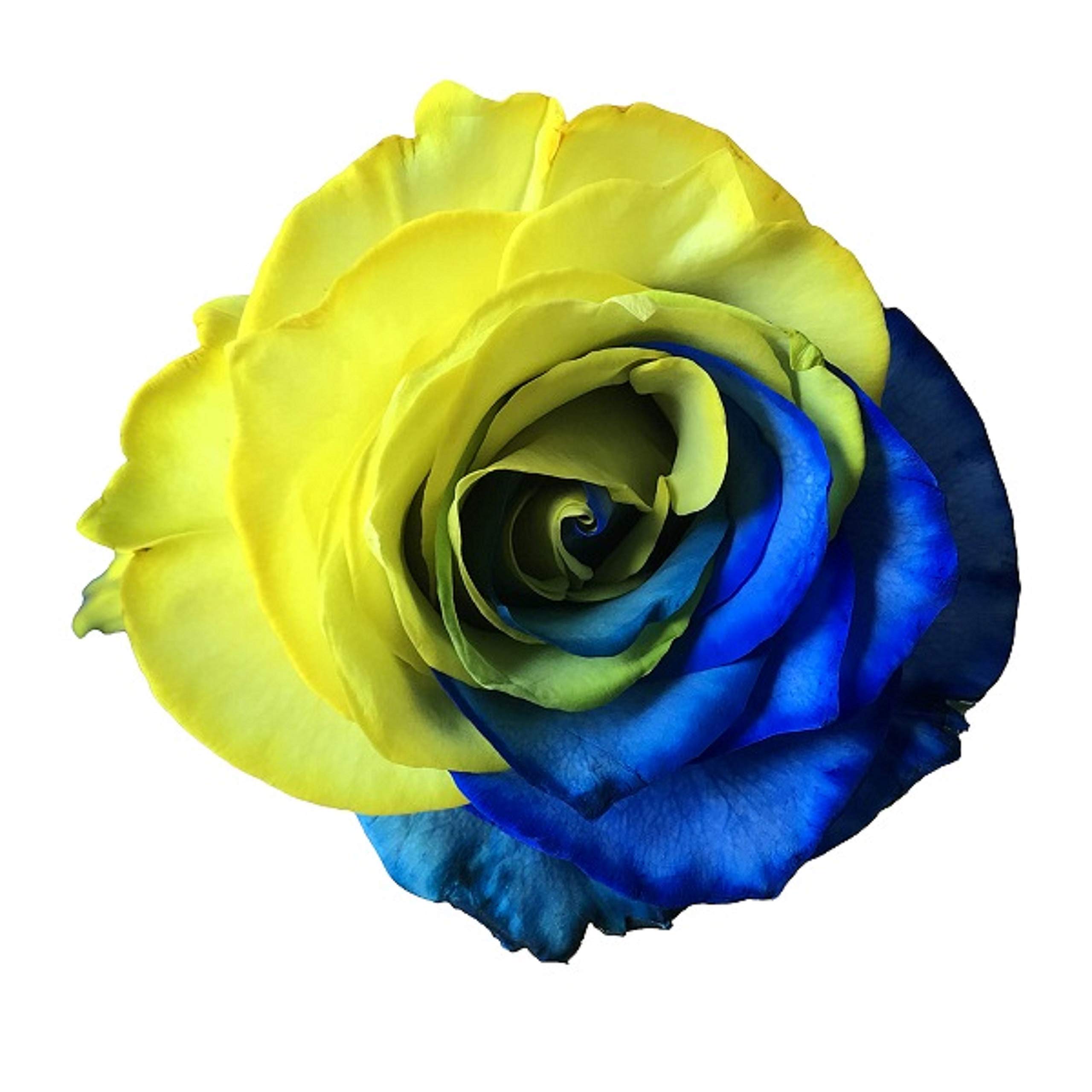 Fresh Cut Tinted Yellow and Blue Roses from Flower Explosion - 36 Stems
