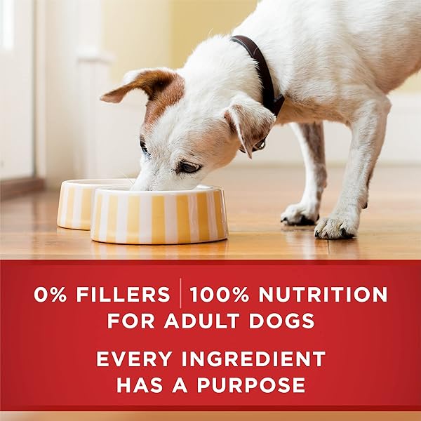 PURINA ONE TENDER CUTS IN WET DOG FOOD GRAVY CHICKEN AND BROWN RICE ENTREE – (PACK OF 12) 13 OZ. CANS