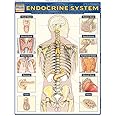 Endocrine System: QuickStudy Laminated Anatomy Reference Guide (Quick Study Academic)