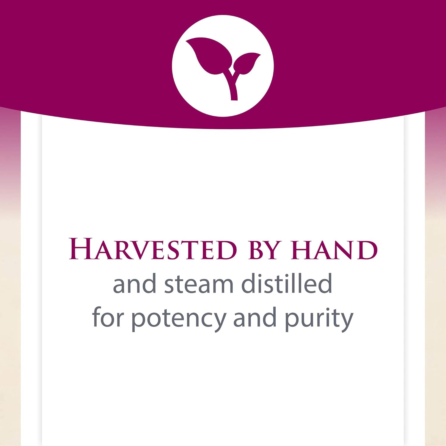 Natural Factors, Certified Organic Oil of Oregano, Herbal Supplement for Immune Support, Vegan, Non-GMO, 2 Fl Oz (Pack of 1) (375 servings): Health & Personal Care