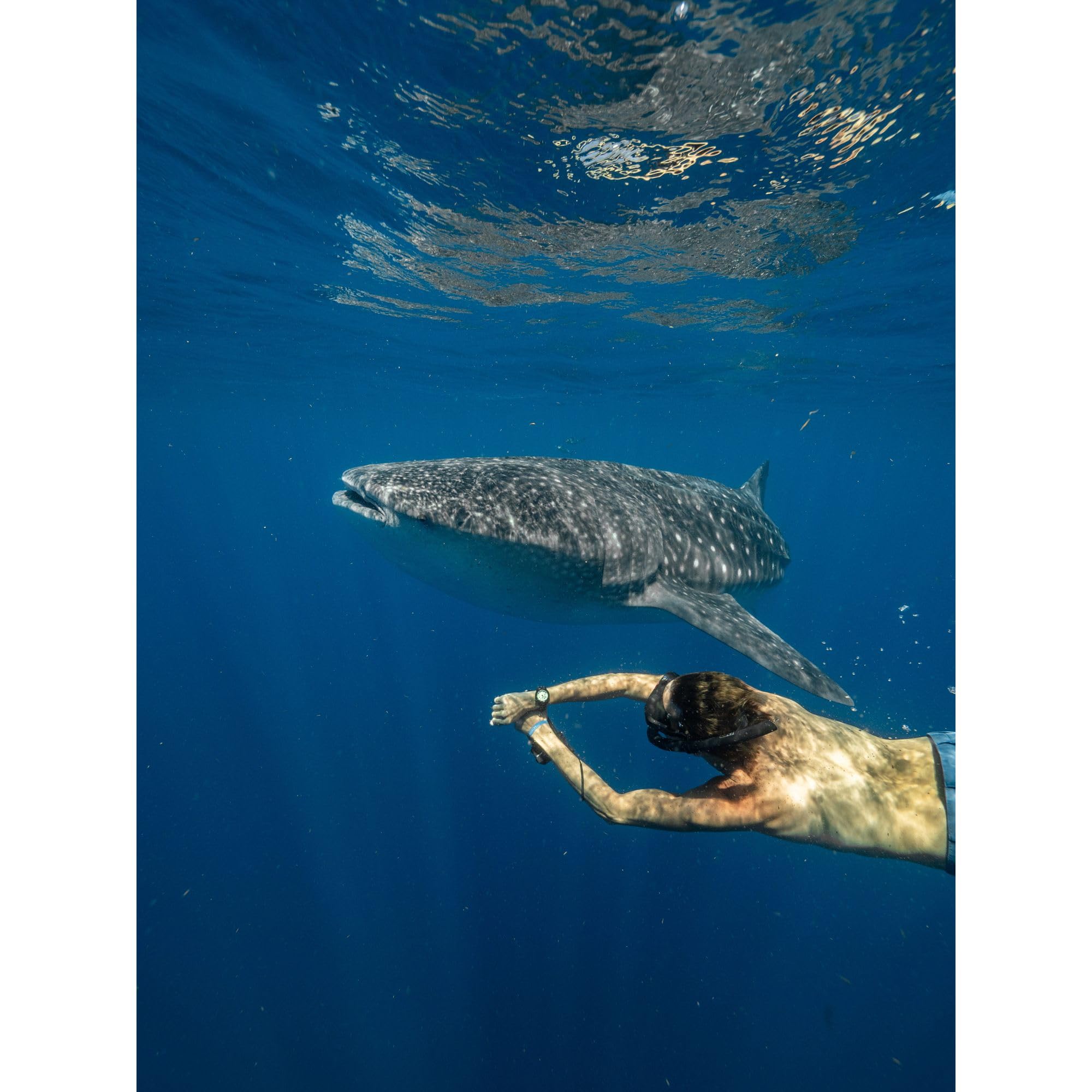 Citizen Men's Promaster Dive Fugu