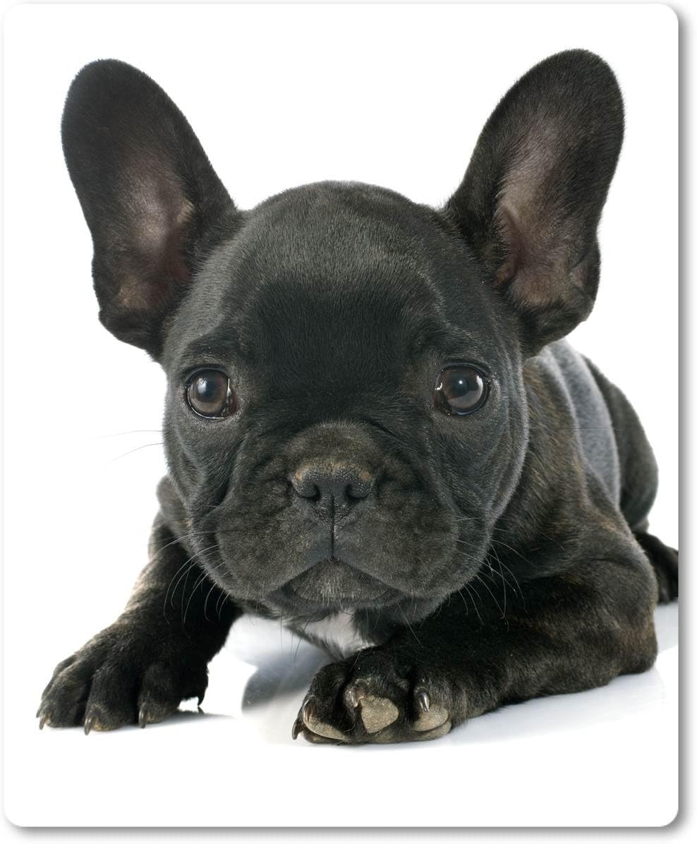all black french bulldog puppy
