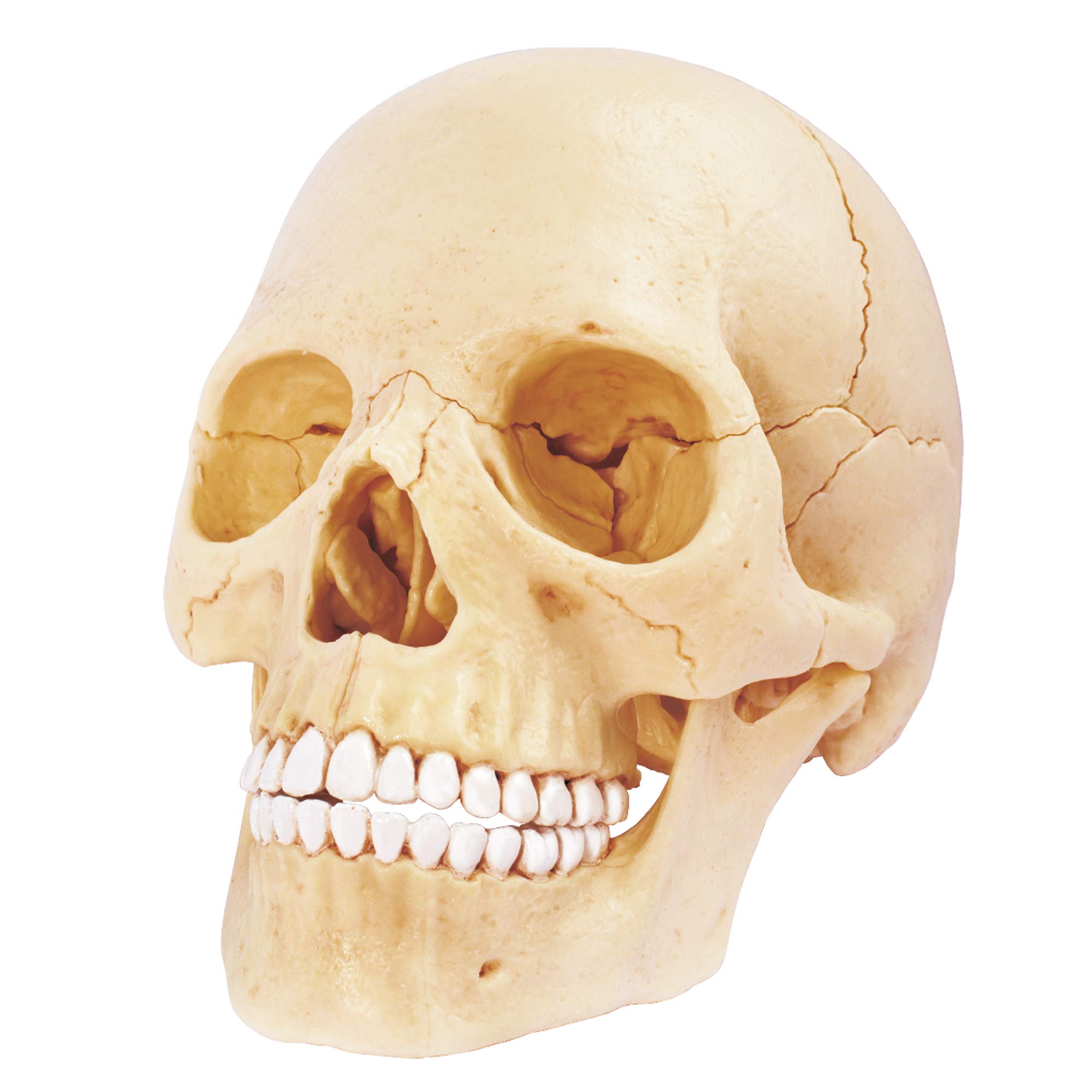 EXPLORA SCIENCES - EXPLORA - Human Anatomy - 546086 - Realistic Model of 17 Pieces - 23 cm - Cassette + Detachable Elements + Base - Discovery Kit from 8 Years - 546086