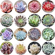 Amazon Com Seeds Of Strength Mixture 0 多種多肉植物種子花園和家庭盆景花卉植物 露臺 草皮與花園 Amazon Com Seeds Of Strength Mixture 0 多種多肉植物種子花園和家庭盆景花卉植物 露臺 草皮與花園