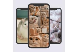 Kitten Cute Cat Wallpaper
