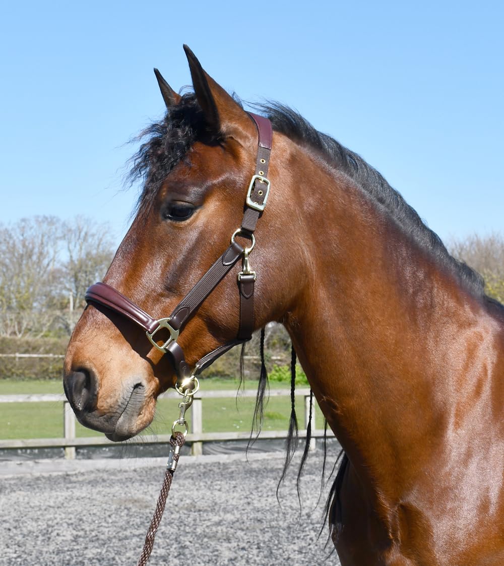 Rhinegold Softee Leather Padded Headcollar-Pony Brown/Brown