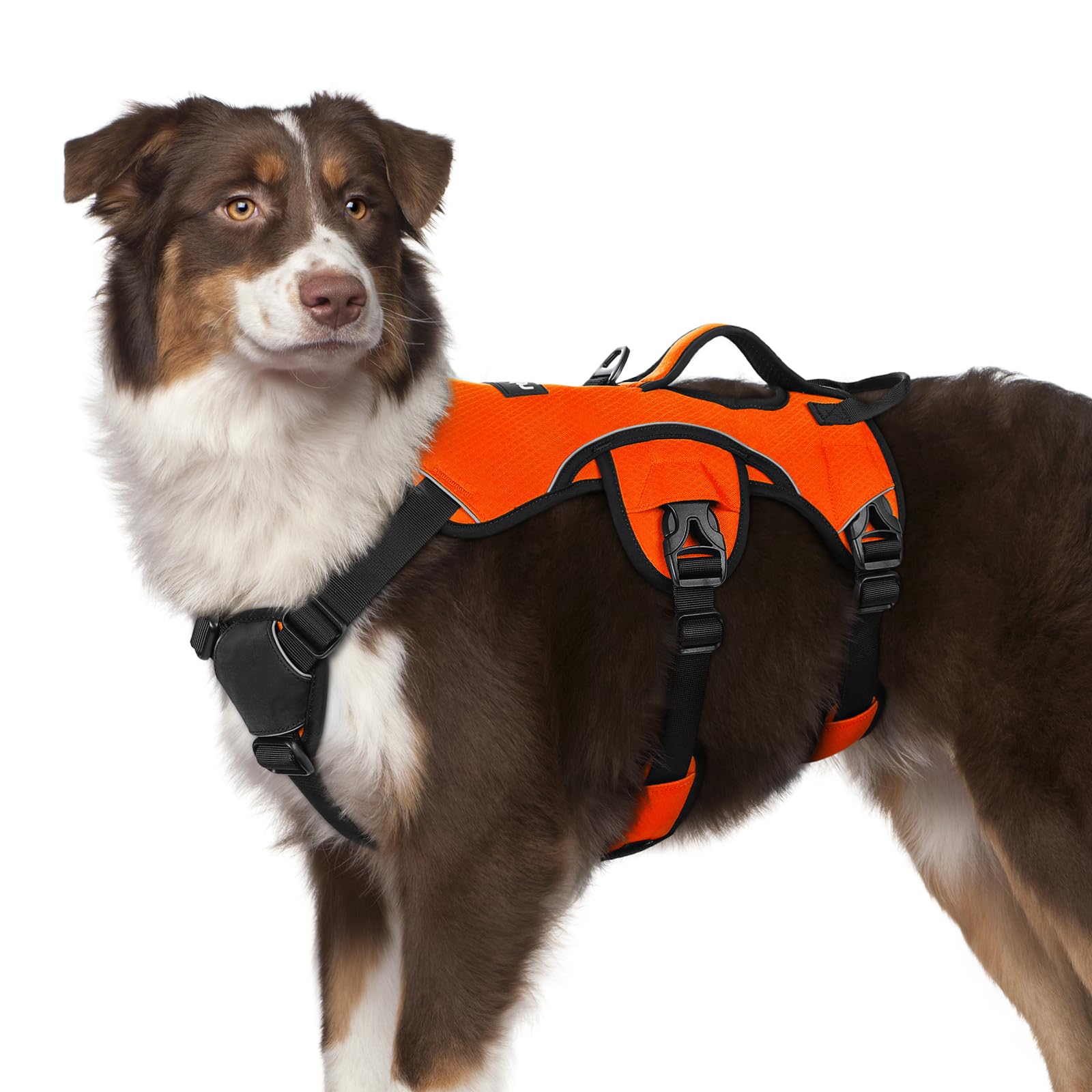 Dog wearing an orange Rabbitgoo escape-resistant harness with a third belly strap