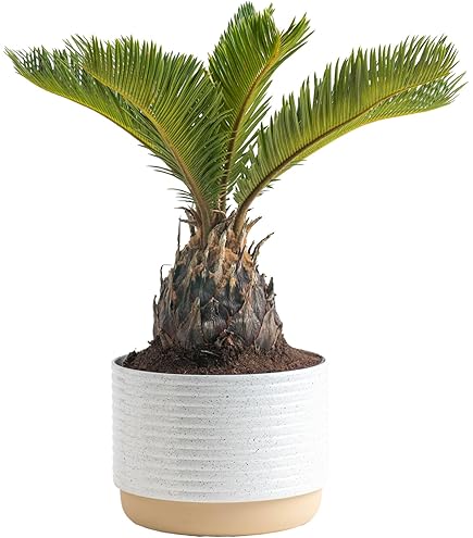 サゴ・パーム Sago Palm | Palm Trees | Moon Valley Nurseries