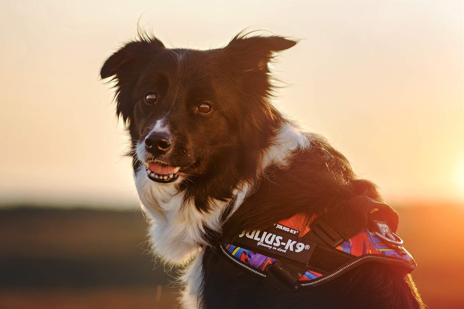 julius k9 size 0 harness