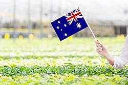 50 Pack Australia Flags on Stick, Small Mini Hand