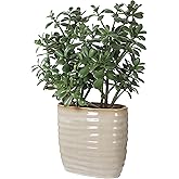 Uttermost 60226 Crassula Jade - Planter-23.5 Inches Tall and 18 Inches Wide