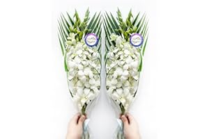 Sunne Tropical OrchidClub USA Fresh Cut Flowers Dendrobium Orchids (10 Stems WHITE)