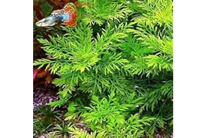 Water Wisteria - Young, Healthy, Super Easy Live Aquarium Plant, 1 Bundle 5-6 in. Great for Betta, Guppy, Cherry Shrimp, Barbs, Platys etc etc! Aquatic Discounts. BUY2GET1FREE Deal!