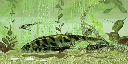 Amazon Com Bothriolepis A Freshwater Bottom Feeder Found In