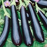 SeedsUP - 30+ Seeds Eggplant Long Pop - Vegetable Black