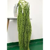 5 Pcs Bleached Wisteria Vine Hanging Dried Flowers, Natural Preserved Hanging Amaranthus Flowers for Wedding Bouquet, Wall Home Party Decor (Green)