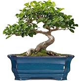 Teagas Bonsai Pots 11.6 Inch - Ceramic Succulent Pots with Drainage Hole, Rectangular Planter for Indoor Outdoor, Decorative Ceramic Flower Pot, Home Garden Room Decor, Plant Lover Gifts, Retro Blue