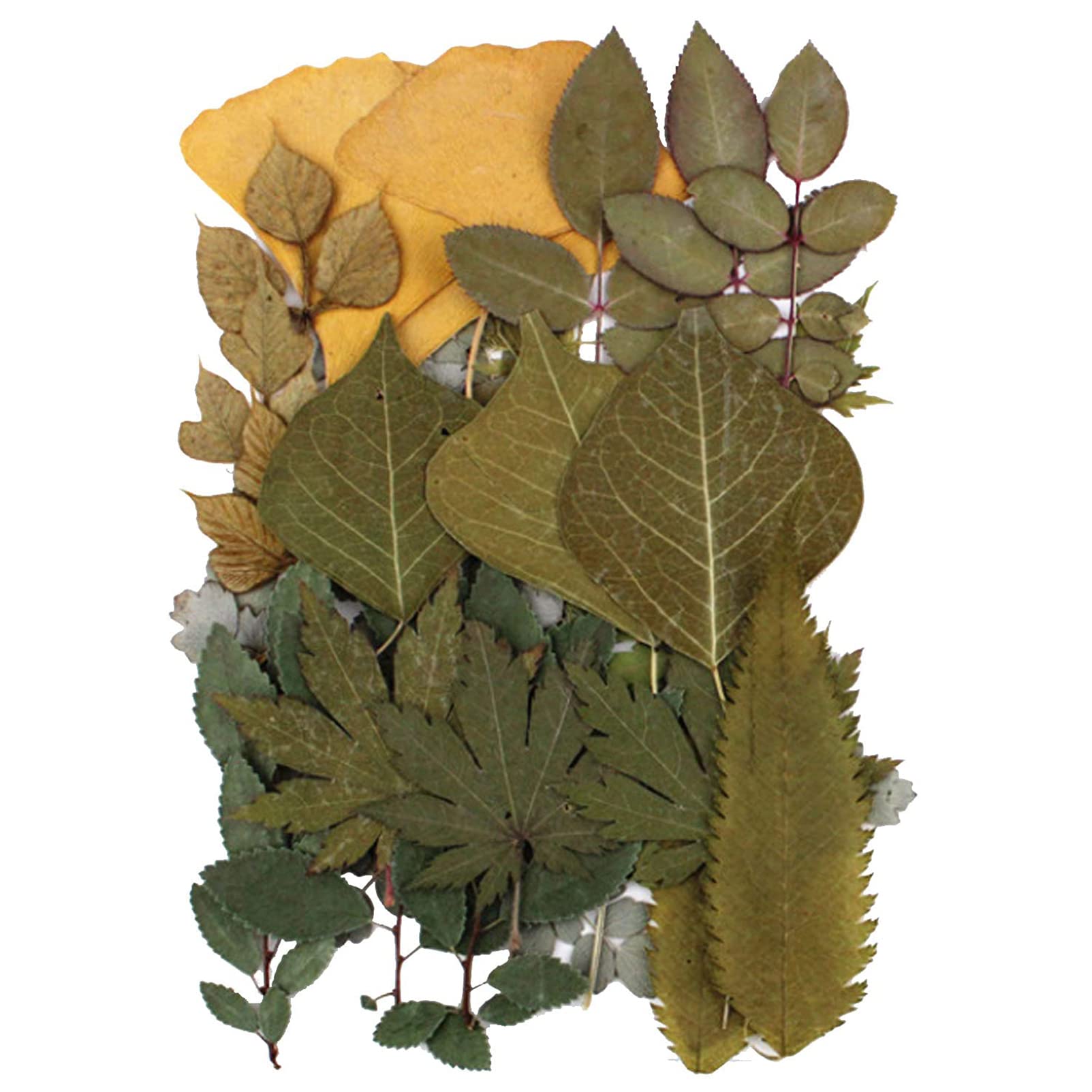 HREDZEO Pressed Dried Flowers Leaves,21 Pcs Dried Pressed Flower Leaves Real Natural Dry Flowers Leaves Real Dried Pressed Greenery Leaves for DIY Resin Mold Jewelry Making Craft Floral Decors