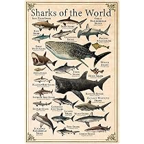 Sharks of The World Shark Types Knowledge Vintage Decor Poster