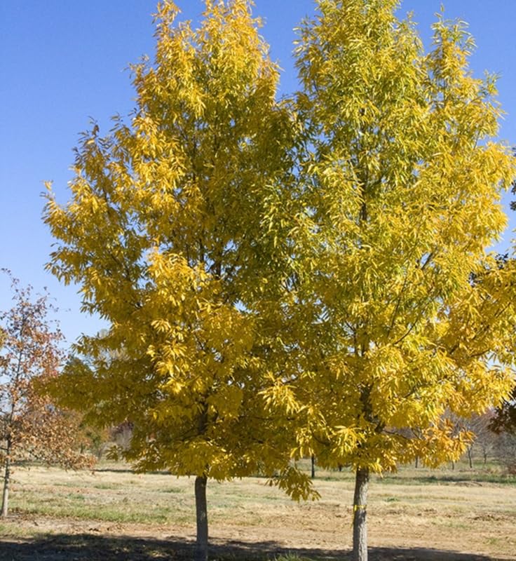 DMOH 1 Year Old Red Pin Oak Tree Live Plant in 4 Inch Pot, Fast Growing Shade Tree, Well-Rooted Seedling, Dormant in Winter, 6-12 Inches Tall