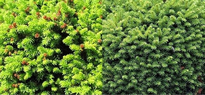 Picea Abies Little Gem Dwarf Norway Spruce Tree (Large Plant) Supplied ...