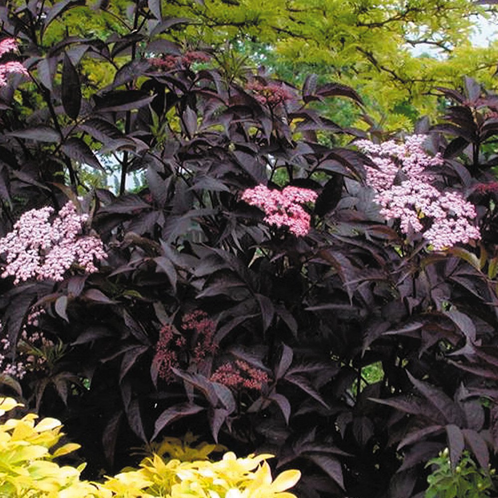 3 X SAMBUCUS NIGRA 'BLACK BEAUTY' BLACK ELDER EVERGREEN SHRUB PLANT IN POT Amazon.co.uk Garden