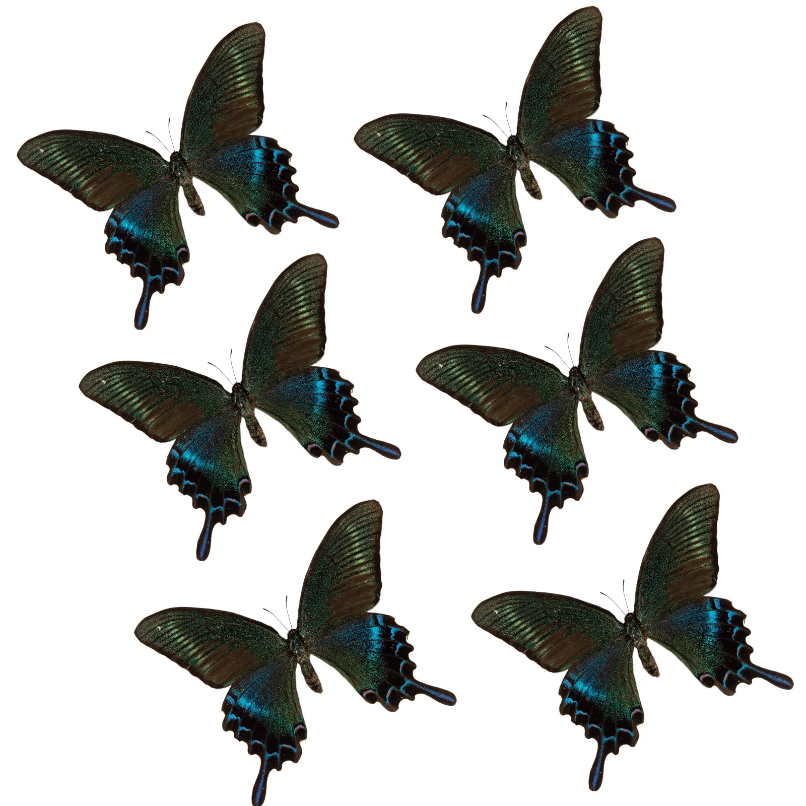 Photo 1 of  Real Butterfly Specimen, Taxidermy Dried Dead Butterflies with Spread Wings Shaped, Natural unmounted Butterfly, Artwork Material Decor, DIY Creative Production (Big Papilio maackii)