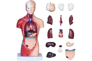 NLShan 3D Human Body Model for Kids, Age 4+, 10.6in Removable 15Pcs Mini Torso Anatomy Model with Heart Head and Skull, Skeleton Model Study Tools Preschool & School Medical Education Display