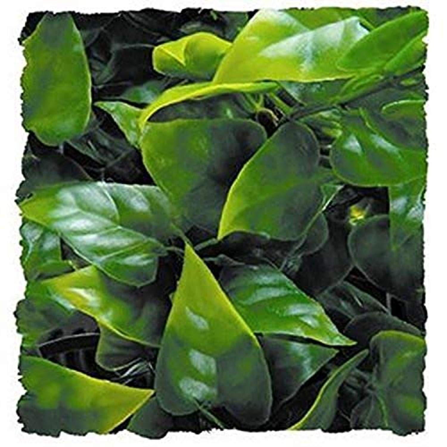 Zoo Med BU-10 Mexican Phyllo, Small