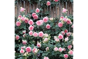 VAACNEE 100pcs Pink Climbing Rose Vine Seeds - Amazing Growth and Beautiful Roses