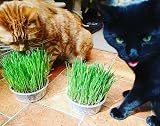 Cat FurNature Cat Grass 4 Pack All-in-One Kits UK Grow Your Own view 9