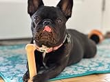 Nylabone Dura Chew Extreme Small Nylon Dog Chew Toy Up to 11 kg view 2