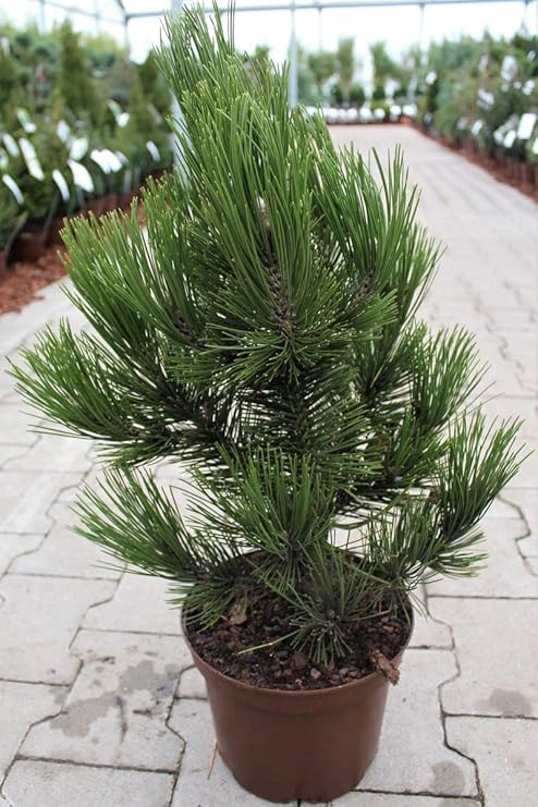 Schlangenhautkiefer 'Helmers Japan' - Kräftige Pflanze im 3 lt.-Topf, 20-25 cm
