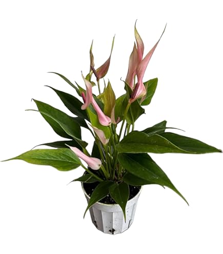 aglaonema black dragon Aglaonema Army (Pictum Tricolor X Rotundum Aceh)  oramicin