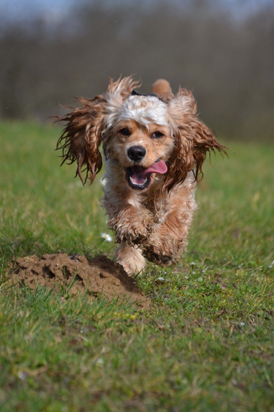 running with cocker spaniel