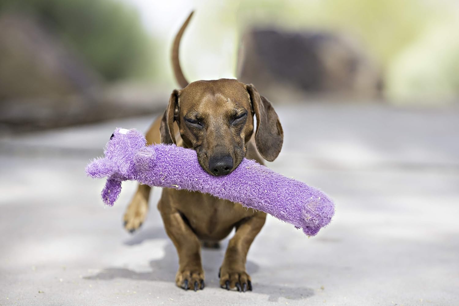 Pet Supplies : Pet Squeak Toys : Multipet International Original Loofa Dog Mini 6-Inch Dog Toy (Assorted colors) : 