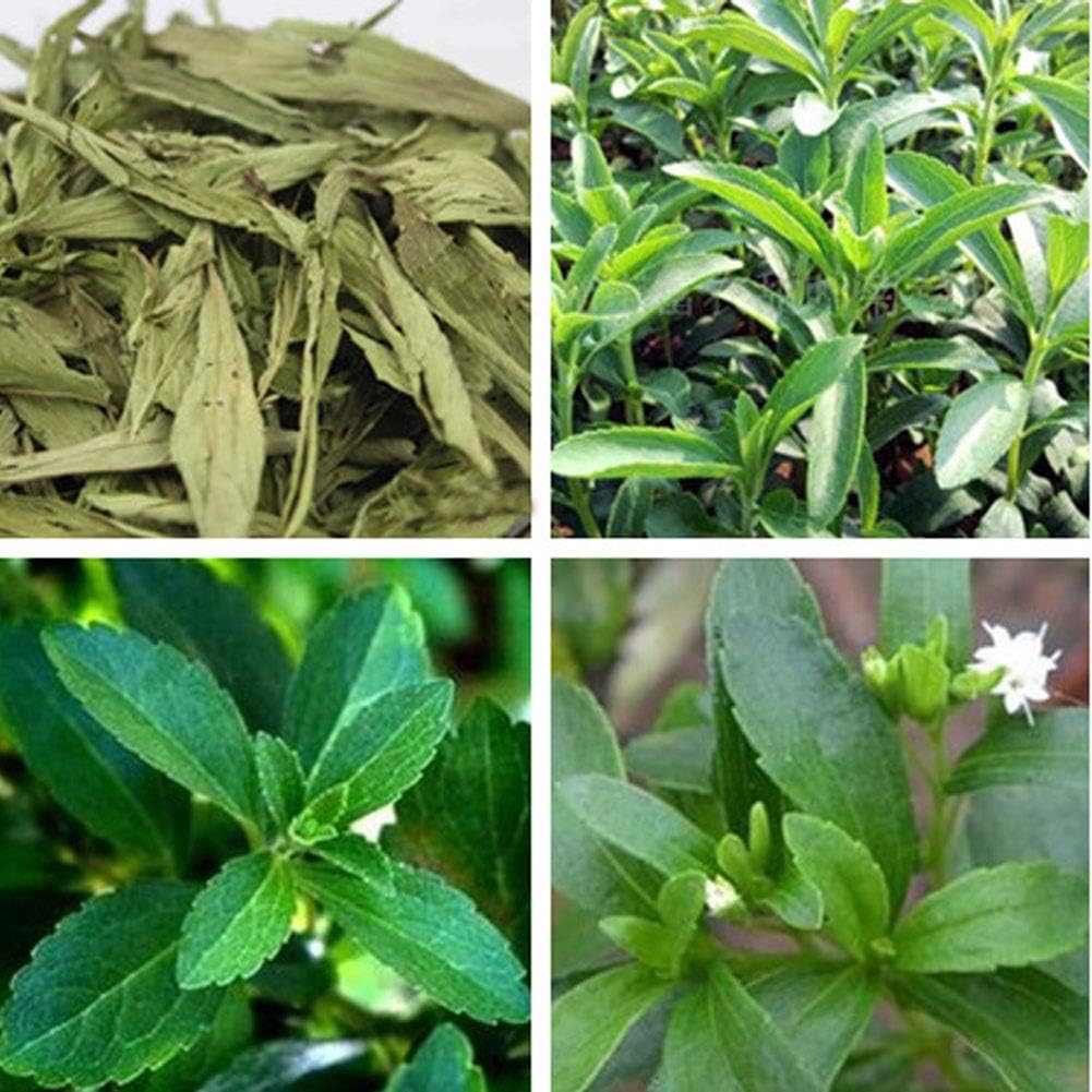 100pcs Semillas de Stevia, Semiilas Flores Flor Seeds Planta ...