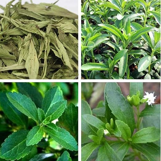 100pcs Semillas de Stevia, Semiilas Flores Flor Seeds Planta ...