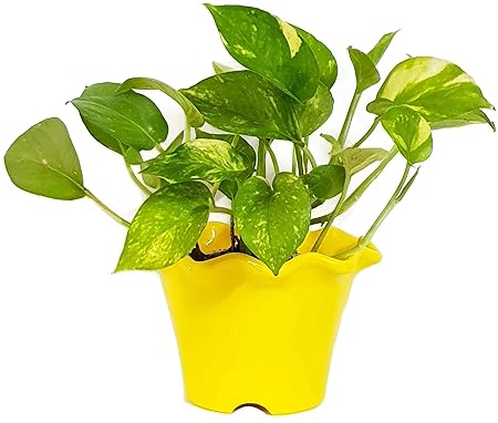 Grun Air Purifying - Decorative Indoor Green Money Plant
