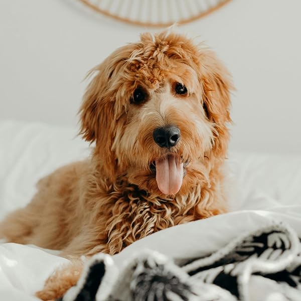 PETPOST | DETANGLING SPRAY FOR DOGS WITH KNOTS, MATS & TANGLES – NATURALLY REJUVENATING DOG HAIR DETANGLER FOR HEALTHIER, SHINIER, STRONGER FUR – OATMEAL, ALOE, AND VITAMIN E FORMULA 8 OZ.