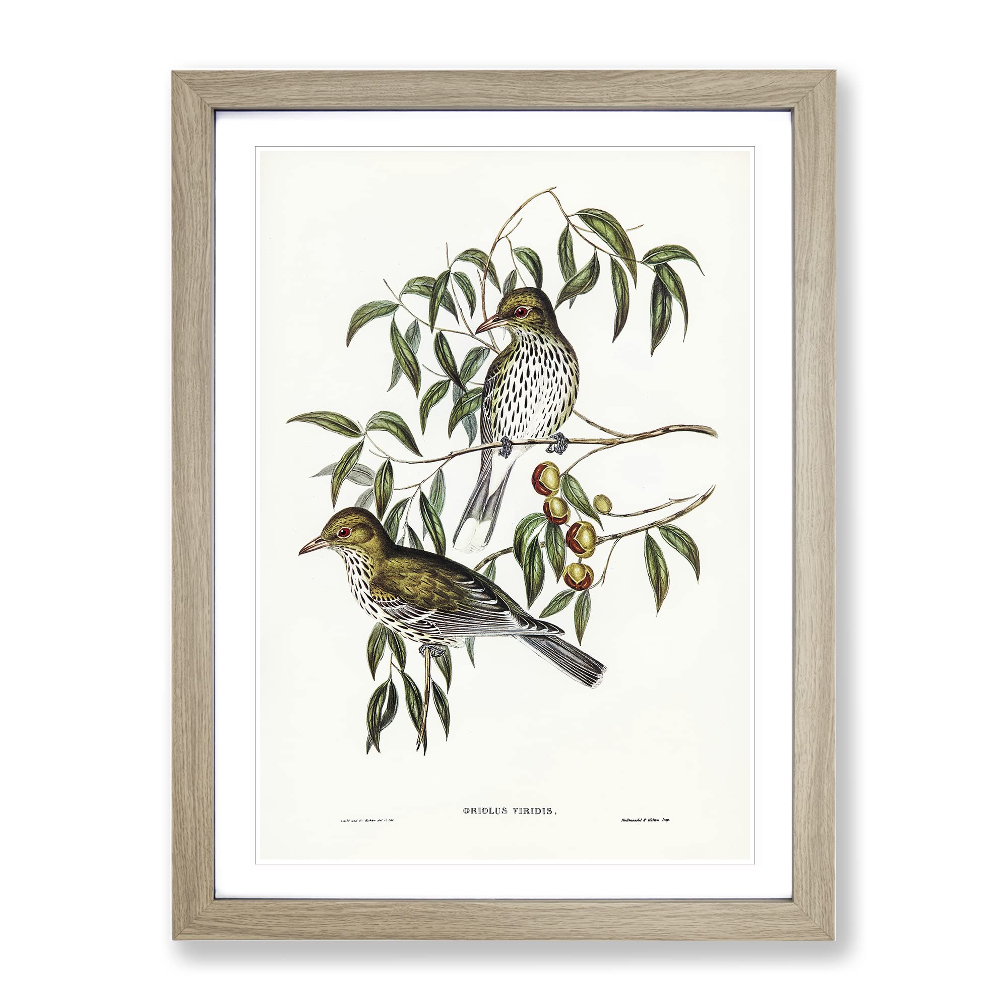 New South Wales Oriole Birds By Elizabeth Gould Vintage Framed Wall Art Print, Ready to Hang Picture for Living Room Bedroom Home Office Décor, Oak A3 (34 x 46 cm)