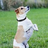 Joytale Reflective Dog Collar Nylon Neoprene Padded Medium Black view 7