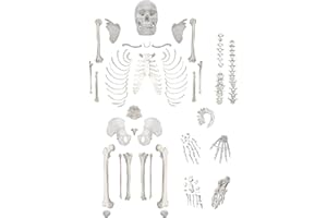 Disarticulated Human Skeleton, Full, Medical Quality, Life Sized (62" Model Height) - 23 Intevertebral Discs, 3 Part Skull wi